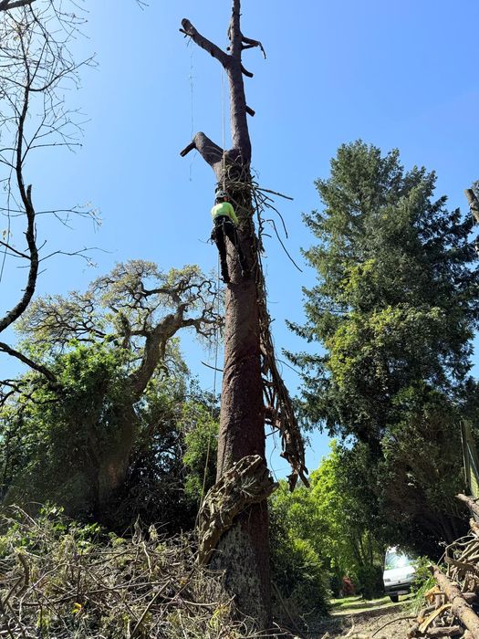 Arborista Emanuel Ramos -   Poda/abate de árvores Escalada Arborista