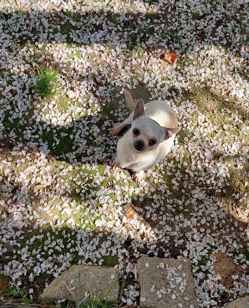 Mała suczka chihuahua