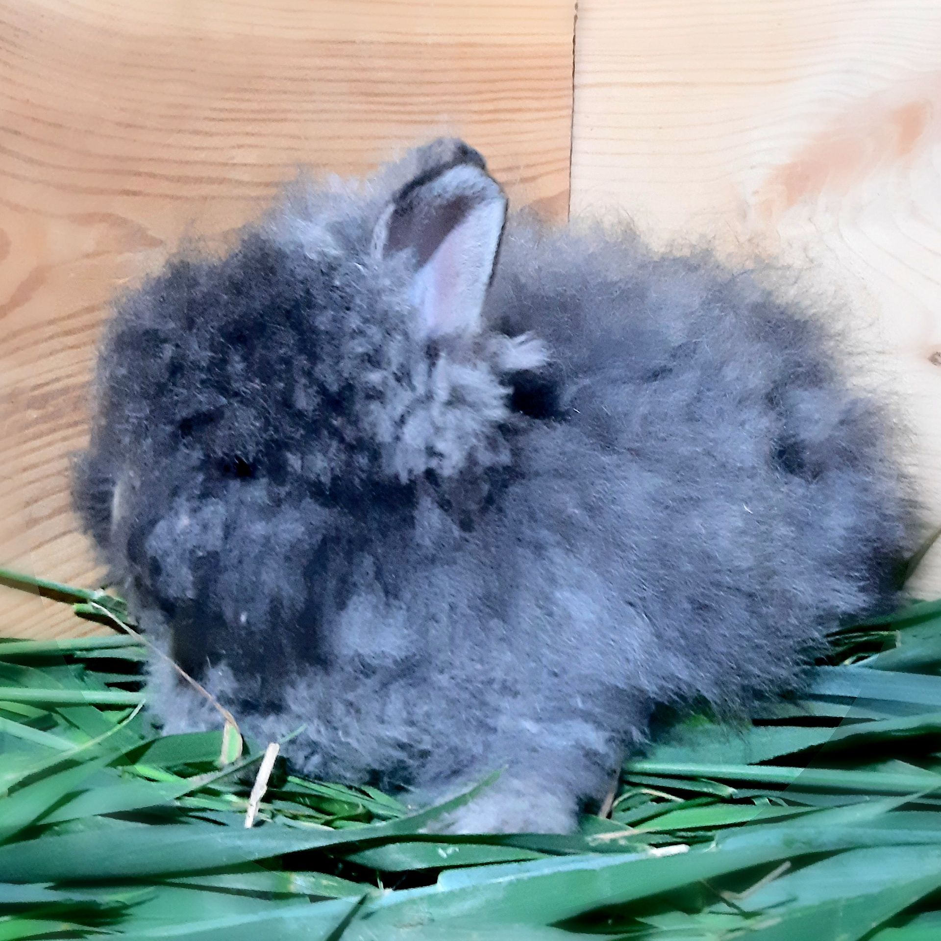Карликовий міні кролик ангорський