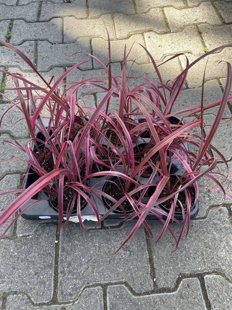 Kordylina 'Festival Raspberry'