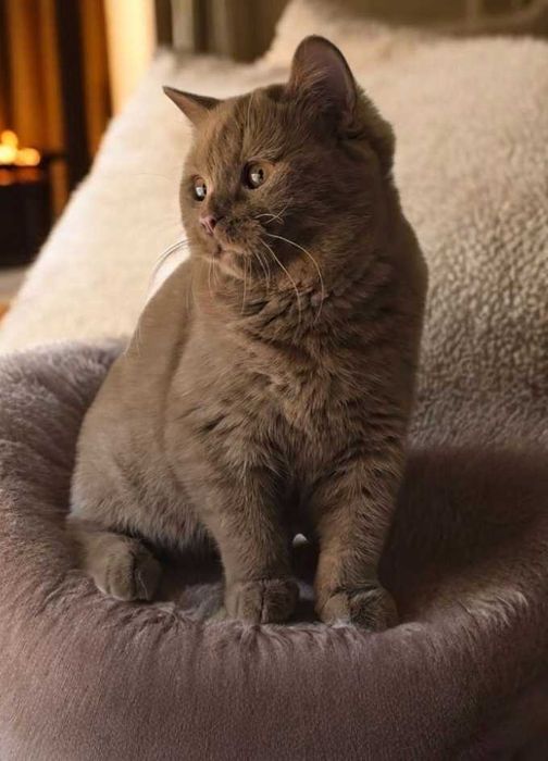 British Shorthair cinnamon com Lop