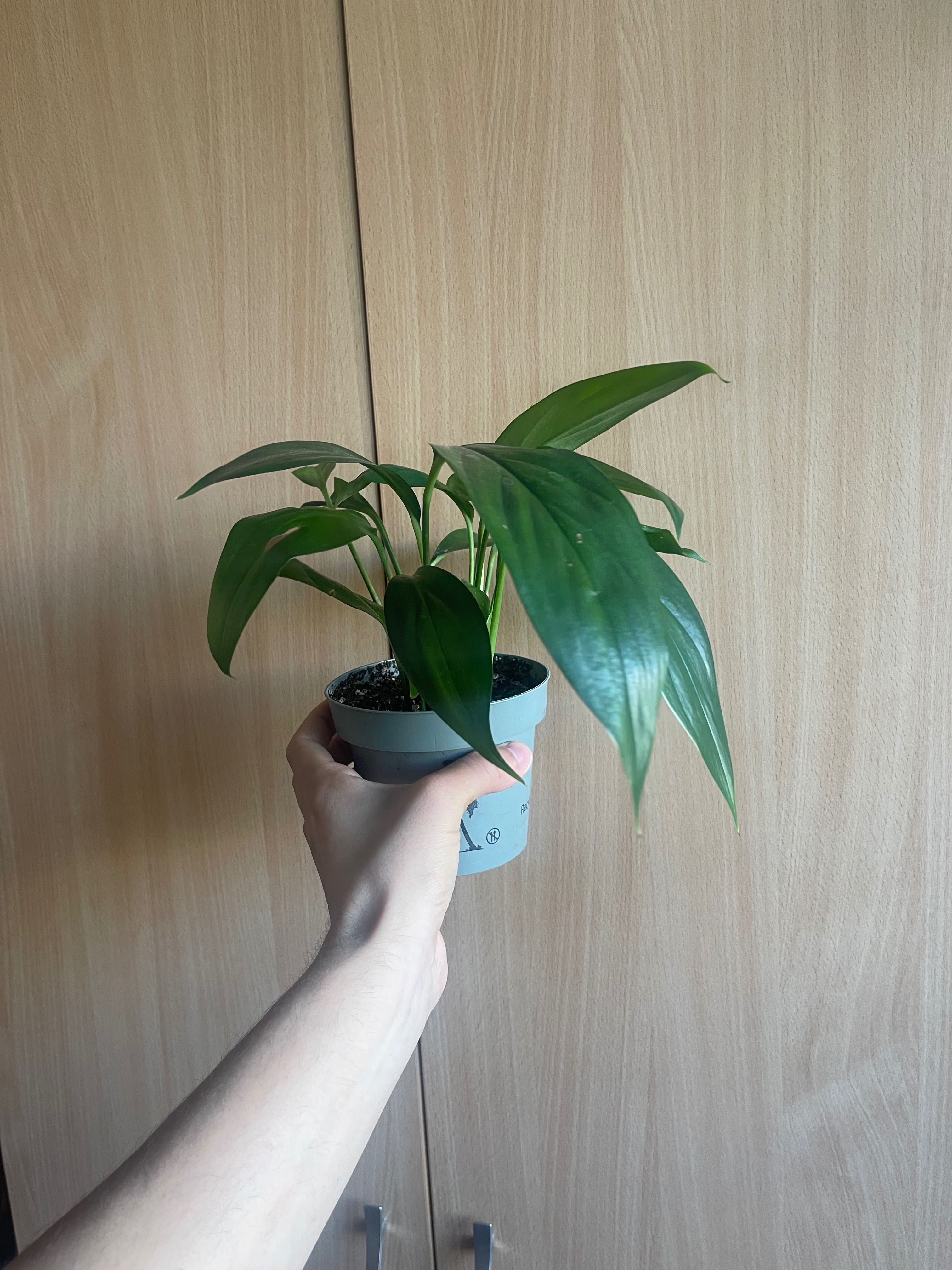 Epipremnum amplissimum