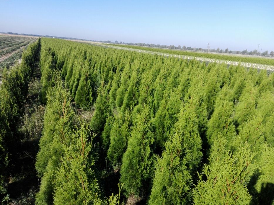 Thuja Tuja SMARAGD 100-120cm.+ 15zł/szt RABATY !!!