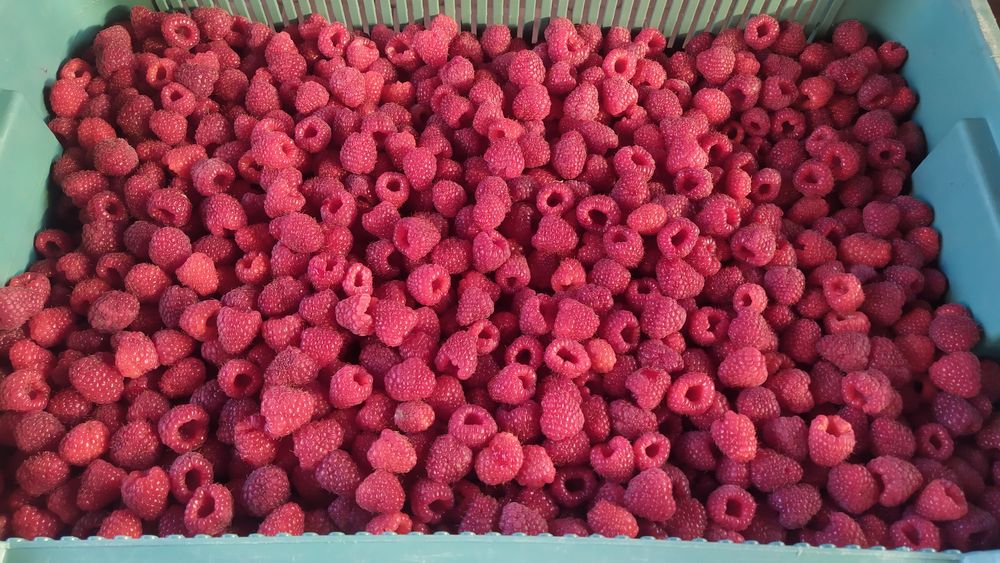 Sadzonki maliny jesiennej polana Octavia letnia