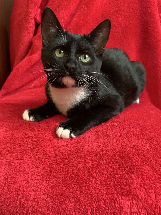 Котики хлопчики,дівчинка