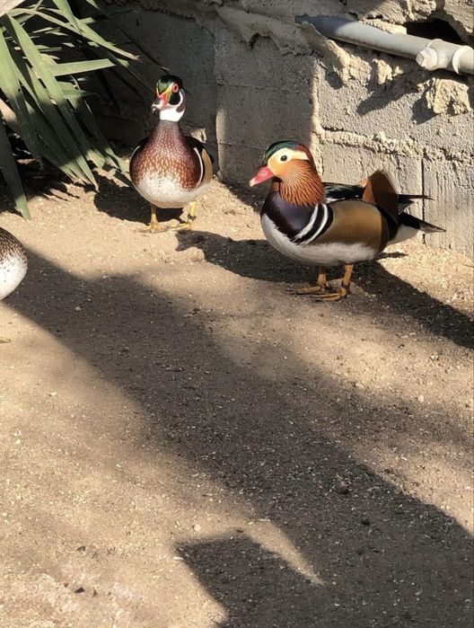 Varios patos Exoticos
