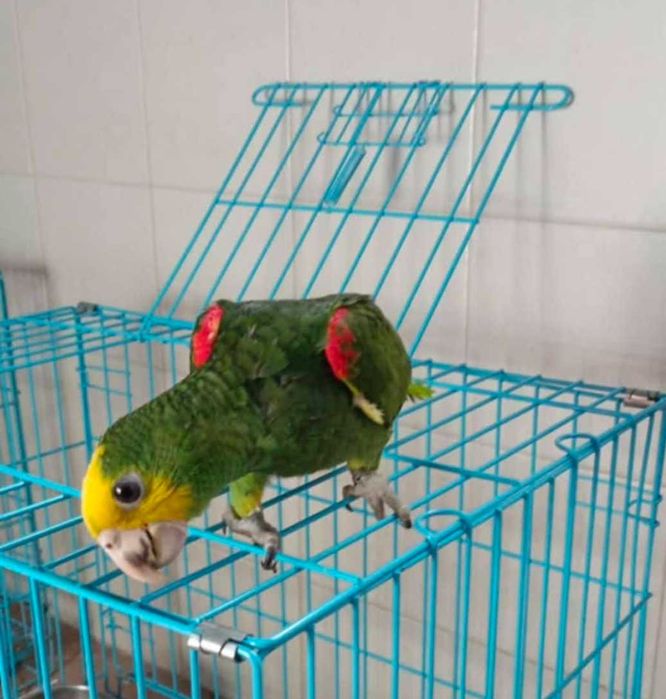 Papagaio Oratrix Magna