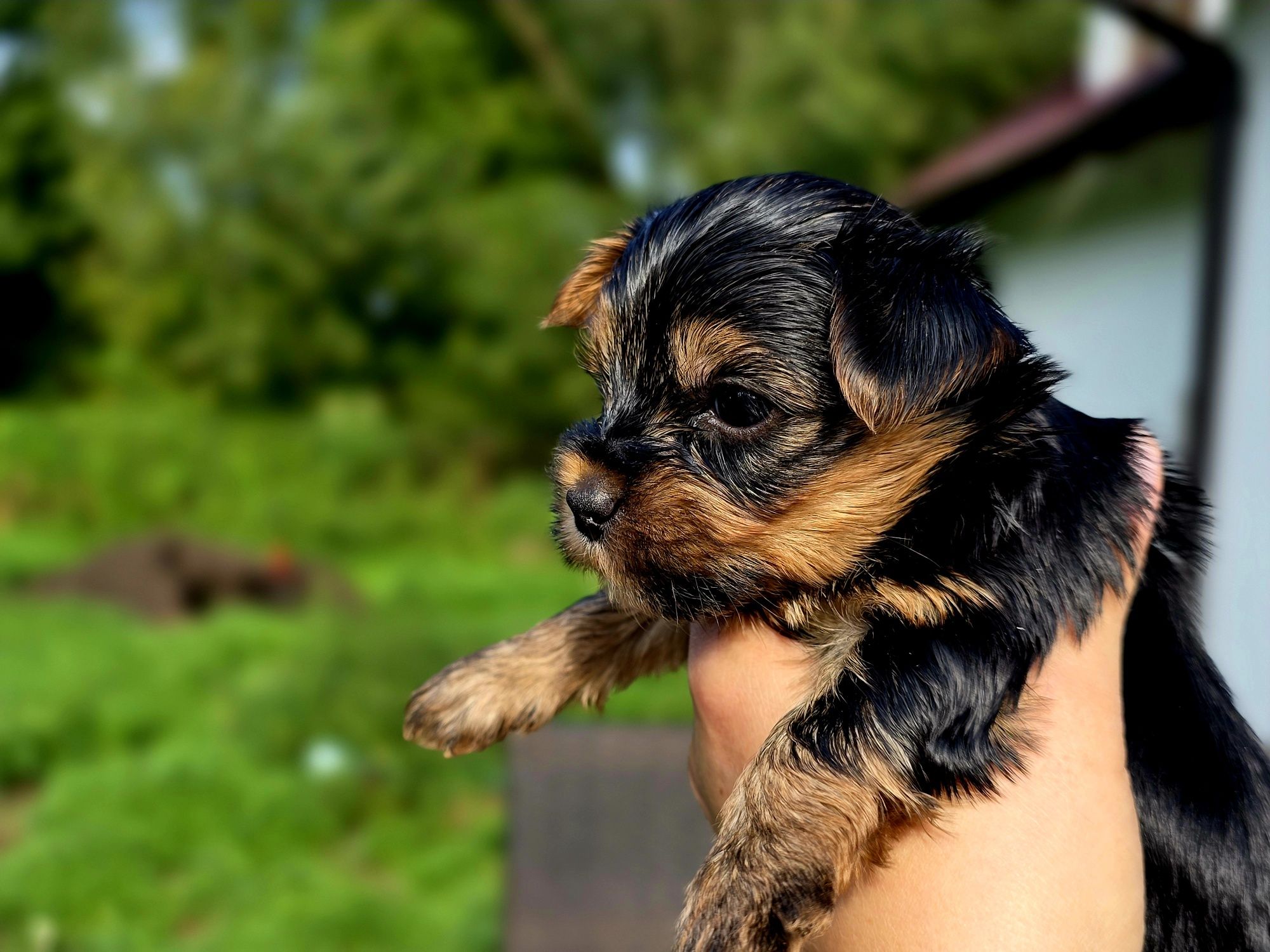 Yorkshire Terrier szczeniak piesek wyprawka, metryka nie są mini