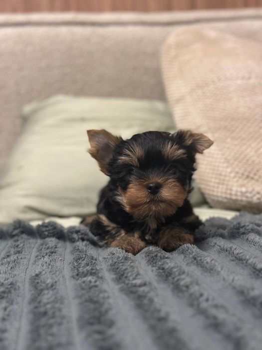 Мини йорк мальчик