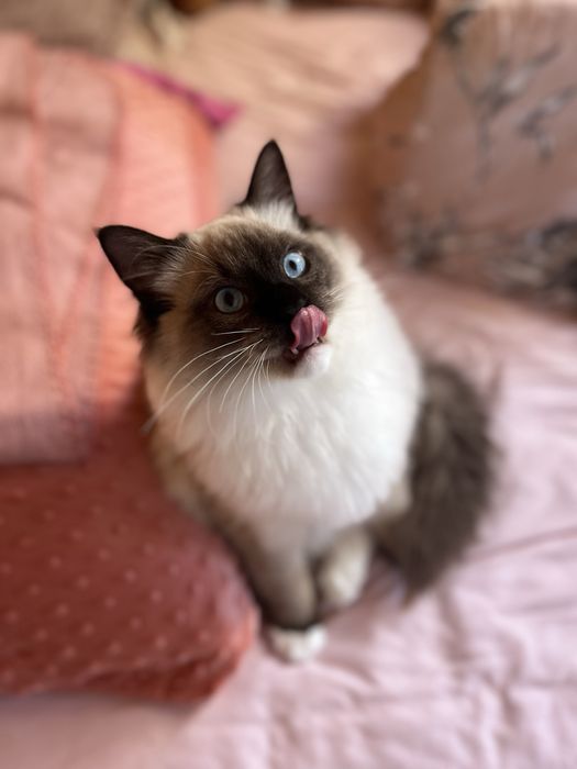 Ragdoll puchaty kocur/spokony/miziak bad genetyczne/ prawdziwy rodowod