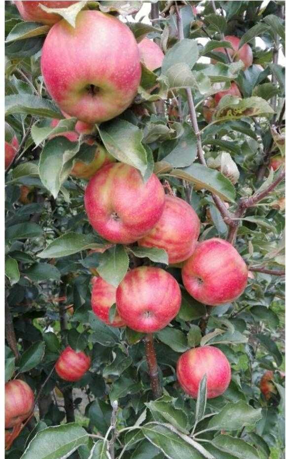 Maciera que produz MAÇÃS TIGRADAS VARIEGATA