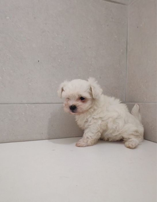 Bichon Maltes Fêmea qualidade !!