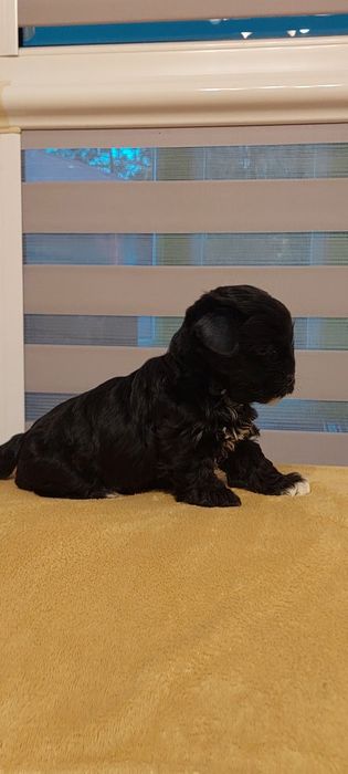 Suczka Yorkshire terrier Black