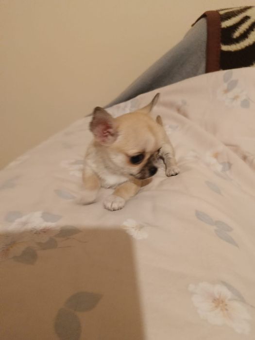 Malutka dziewczynka chihuahua