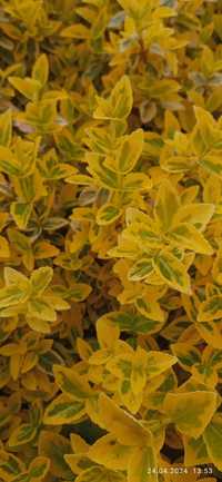 Бирючина звичайна Ligustrum vulgare, Бересклет Emerald Gold