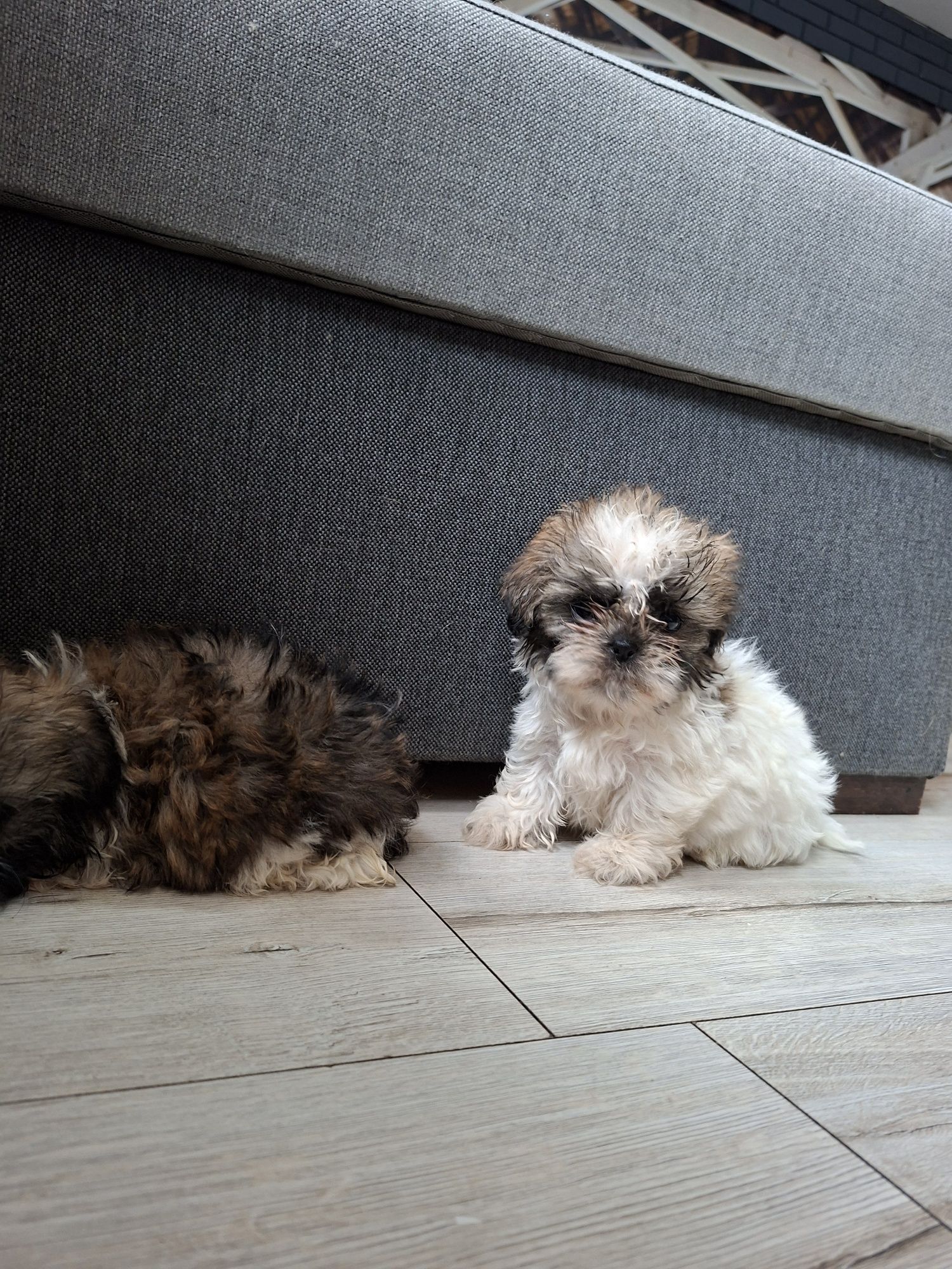 Shih Tzu  chłopak