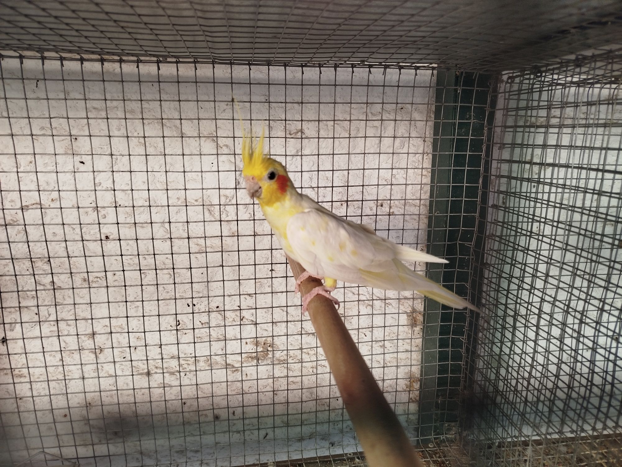 Casal caturras (não vendo separado)