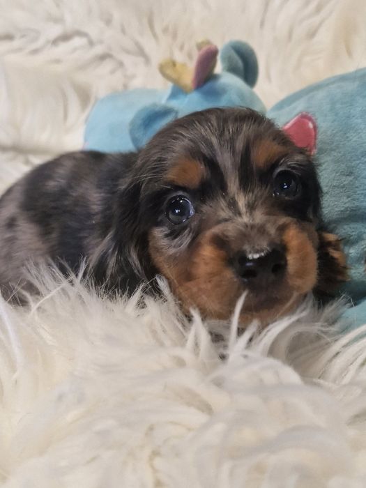 **JASPER **jamnik miniaturowy długowłosy blue merle do rezerwacji