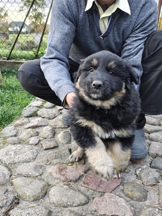 Dwa małe szczeniaki