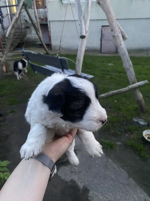 Віддам песиків в добрі руки,безкоштовно.