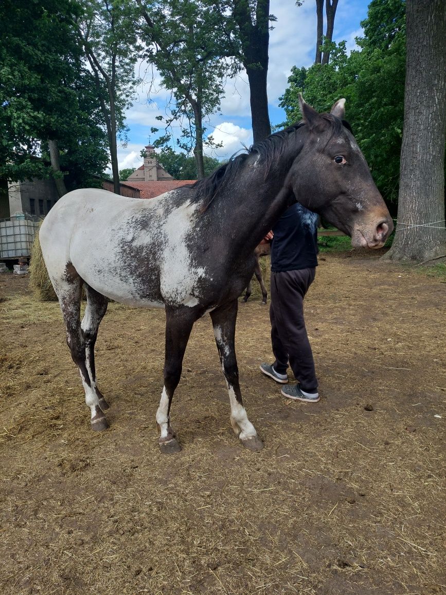 Sprzedam pięknego ogiera