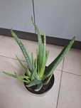 Aloes zwyczajny aloe vera
