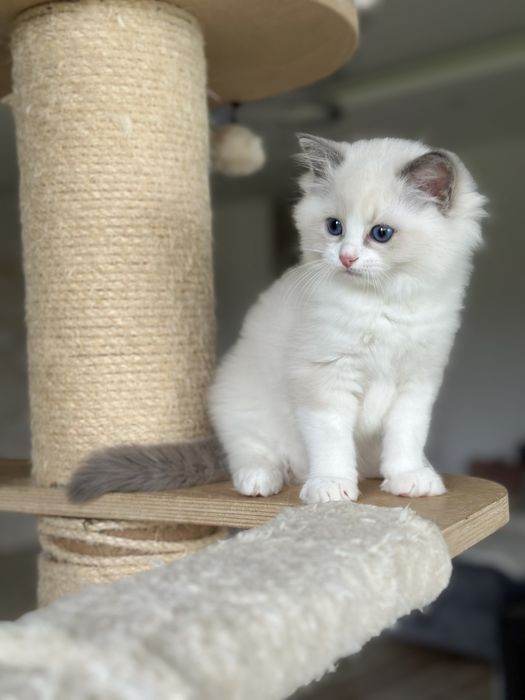 Piękna kotka ragdoll rodowód FPL