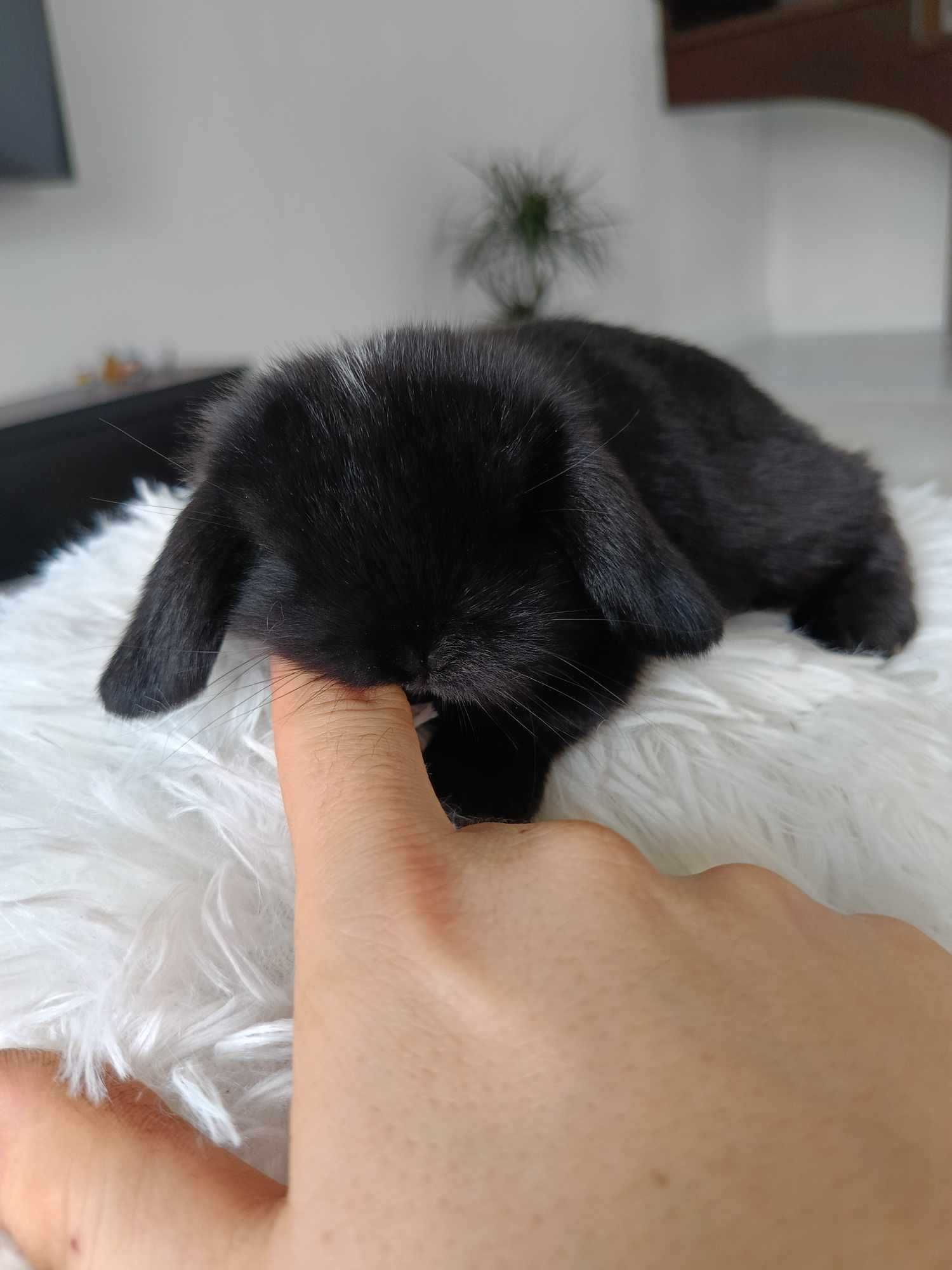 Mini lop karzełek Teddy hodowla zarejestrowana