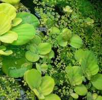 Mniejsze   pistia