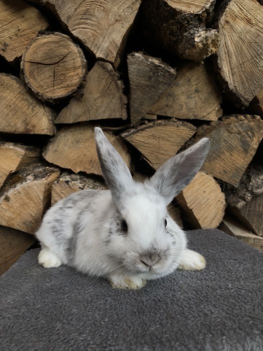 Królik miniaturka karzełek