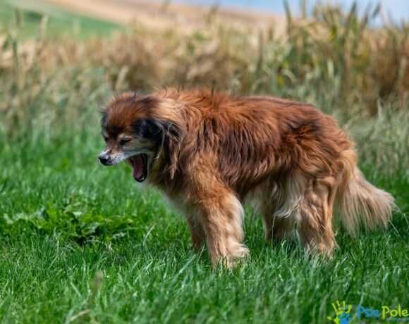 Kochany, starszy psiak PITER szuka nowego domku!