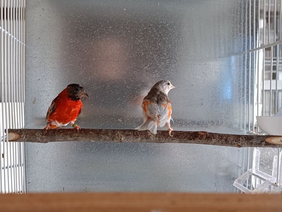 Cedência de cardinalitos