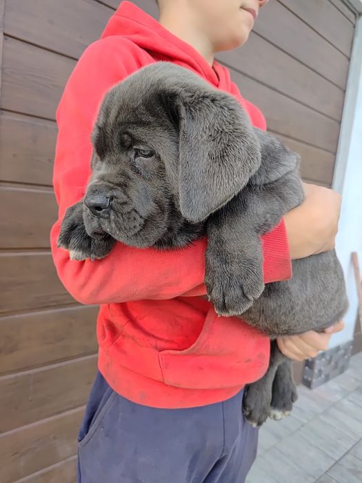 Cane Corso z rodowodem