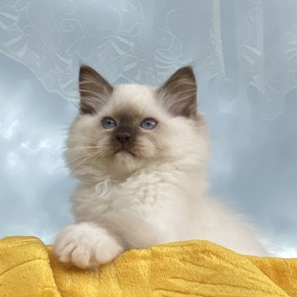 Kocurek Nemo kot Ragdoll kotek FPL