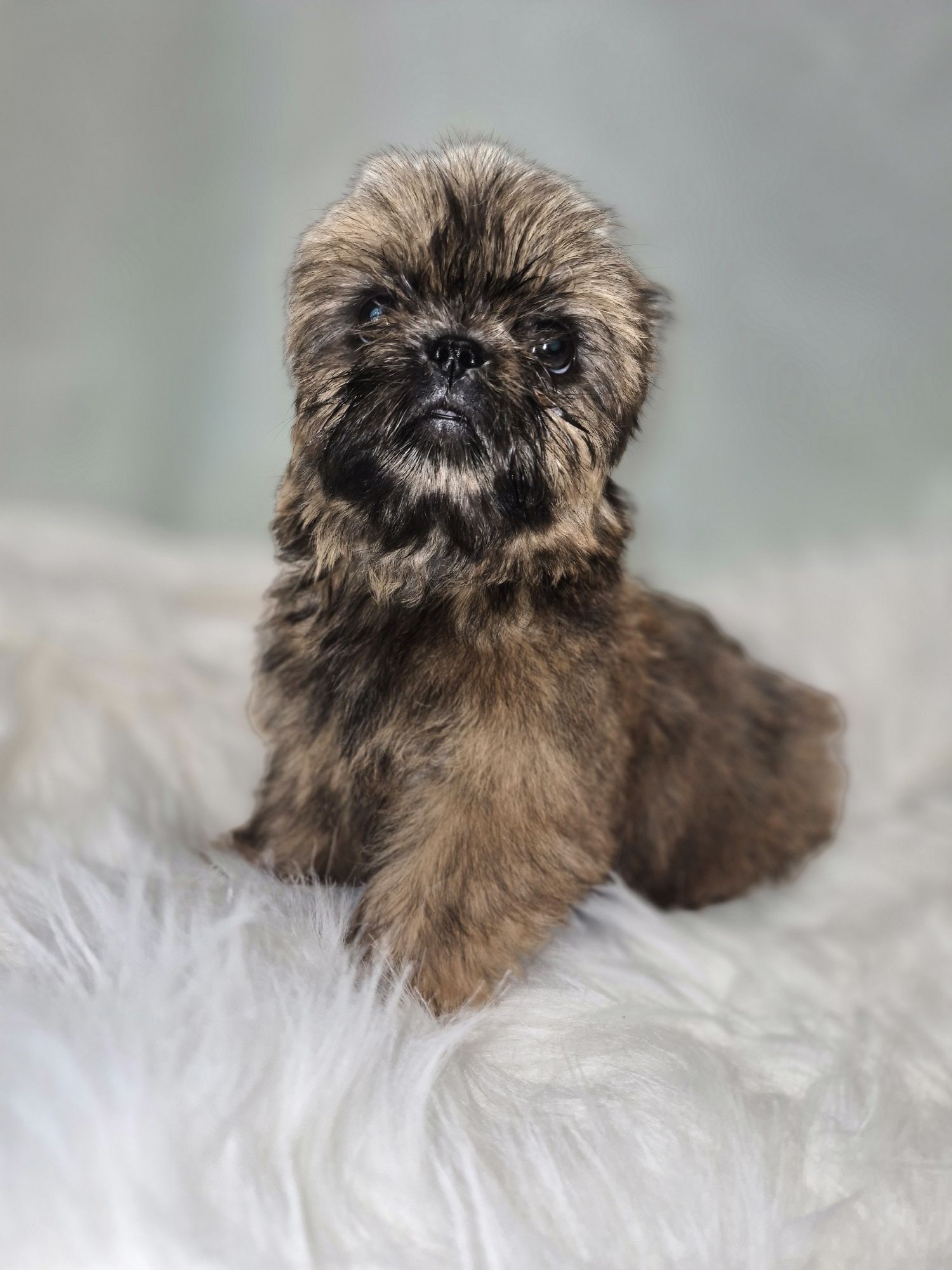 Suczka Shih TZU do odbioru