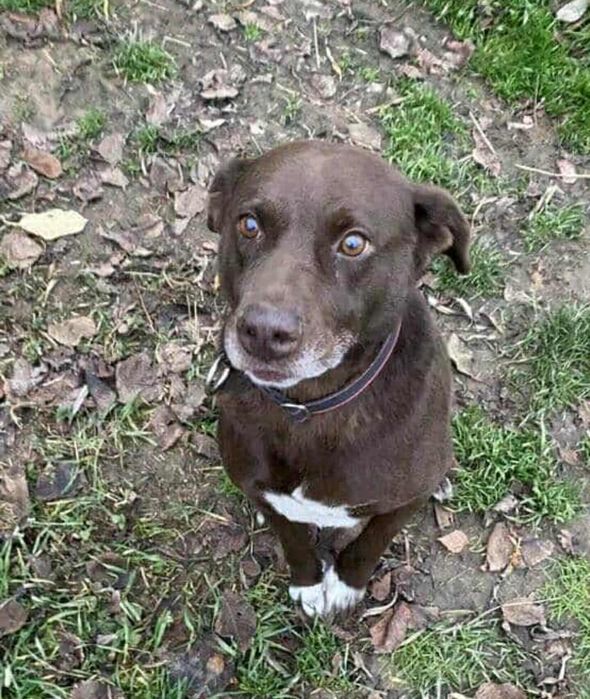 Oddam za darmo, do adopcji- Czekoladowy  Lambi szuka domu