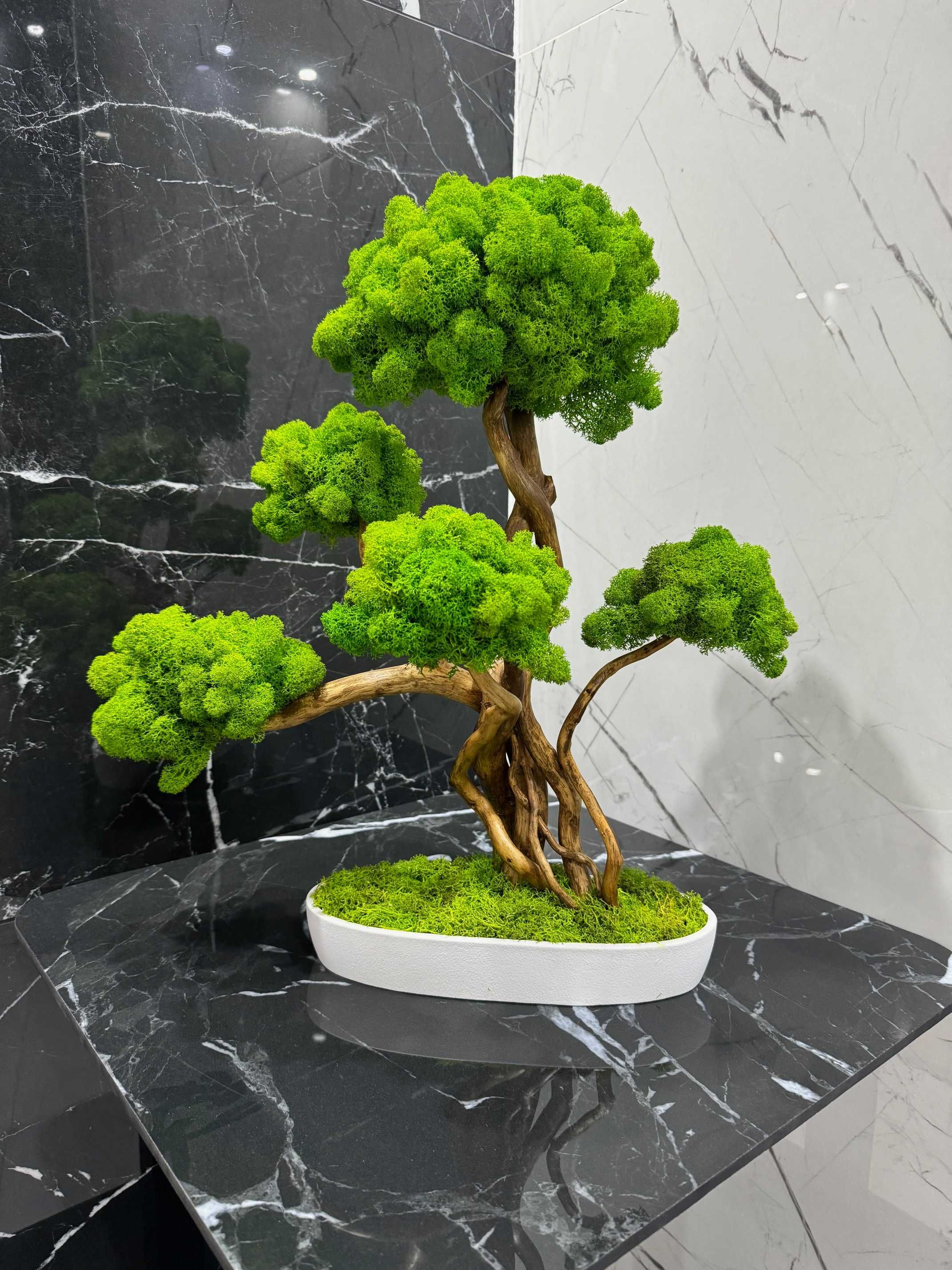 Duże drzewko Bonsai z mchu chrobotka 52 CM; chrobotek reniferowy