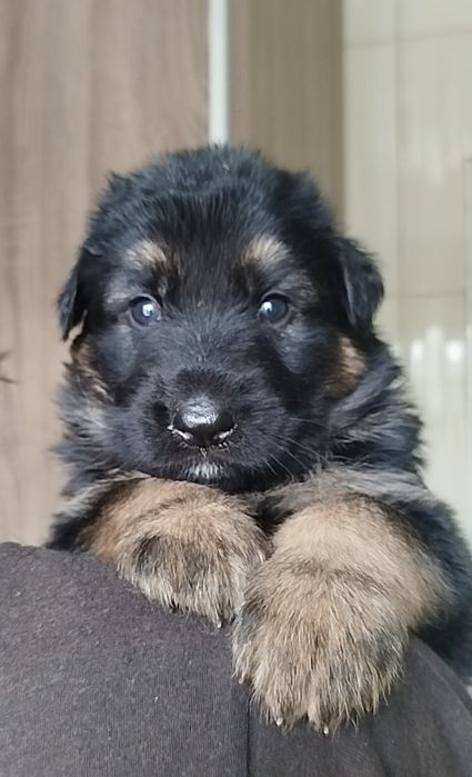 Цуценята німецької вівчарки ДШ