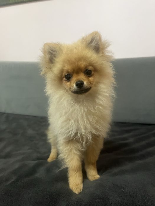 Pomeranian Szpic Miniaturowy