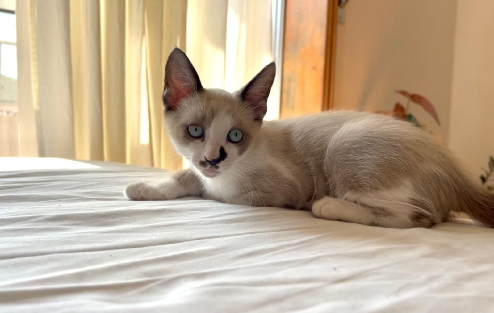 Gato para adoção responsável