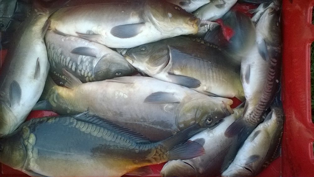 Karaś lin amur karp handlowy kroczek żywiec