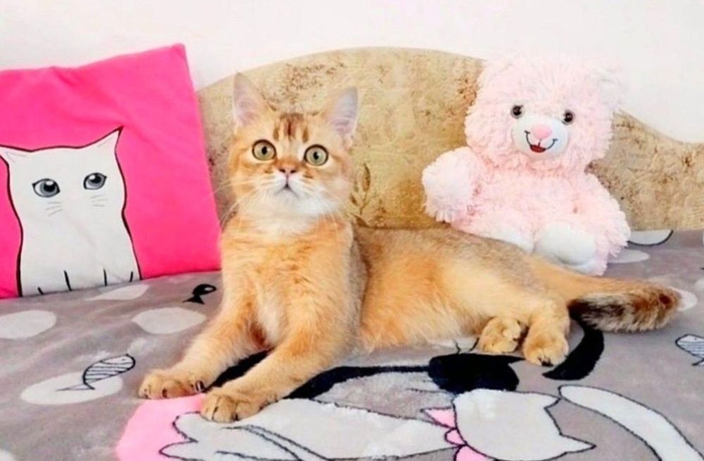 Невероятно ласковый котёночек Золотой шиншилла