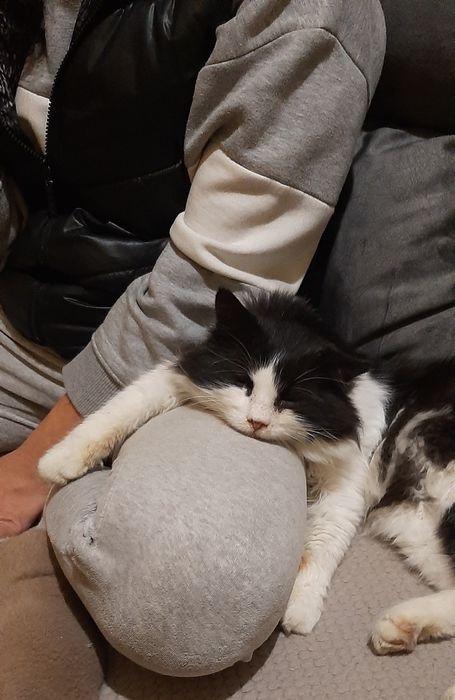 Найден кот в парке Шевченка