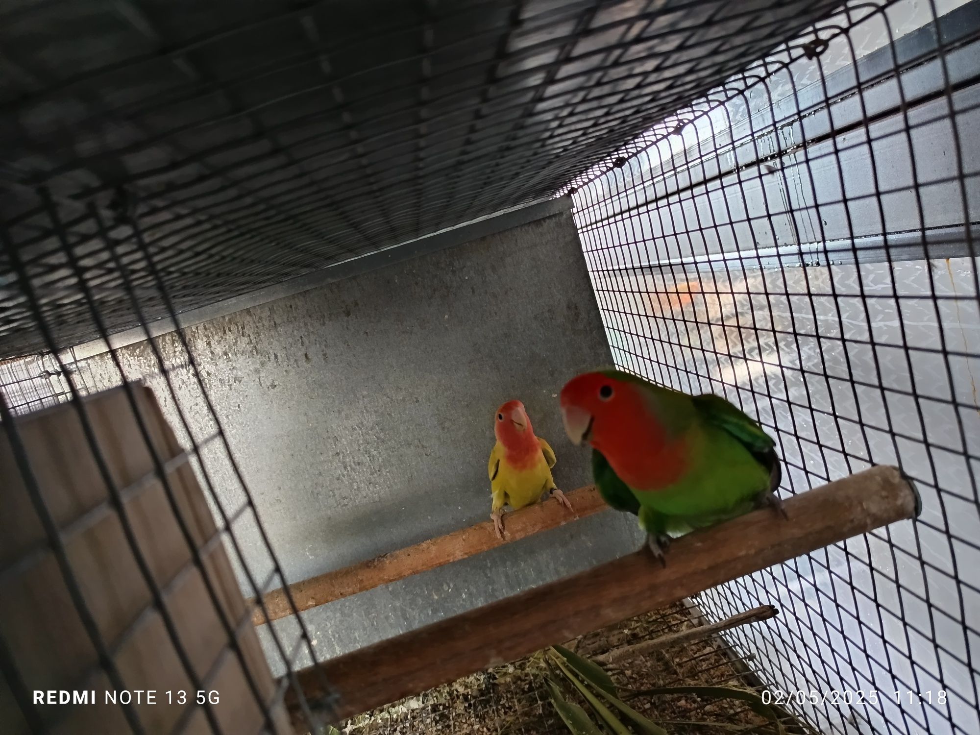 8 casais de agapórnis
