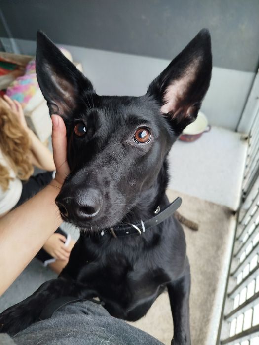 Titi - psiak idealny! adoptowana jako szczeniak, oddana po 2 latach