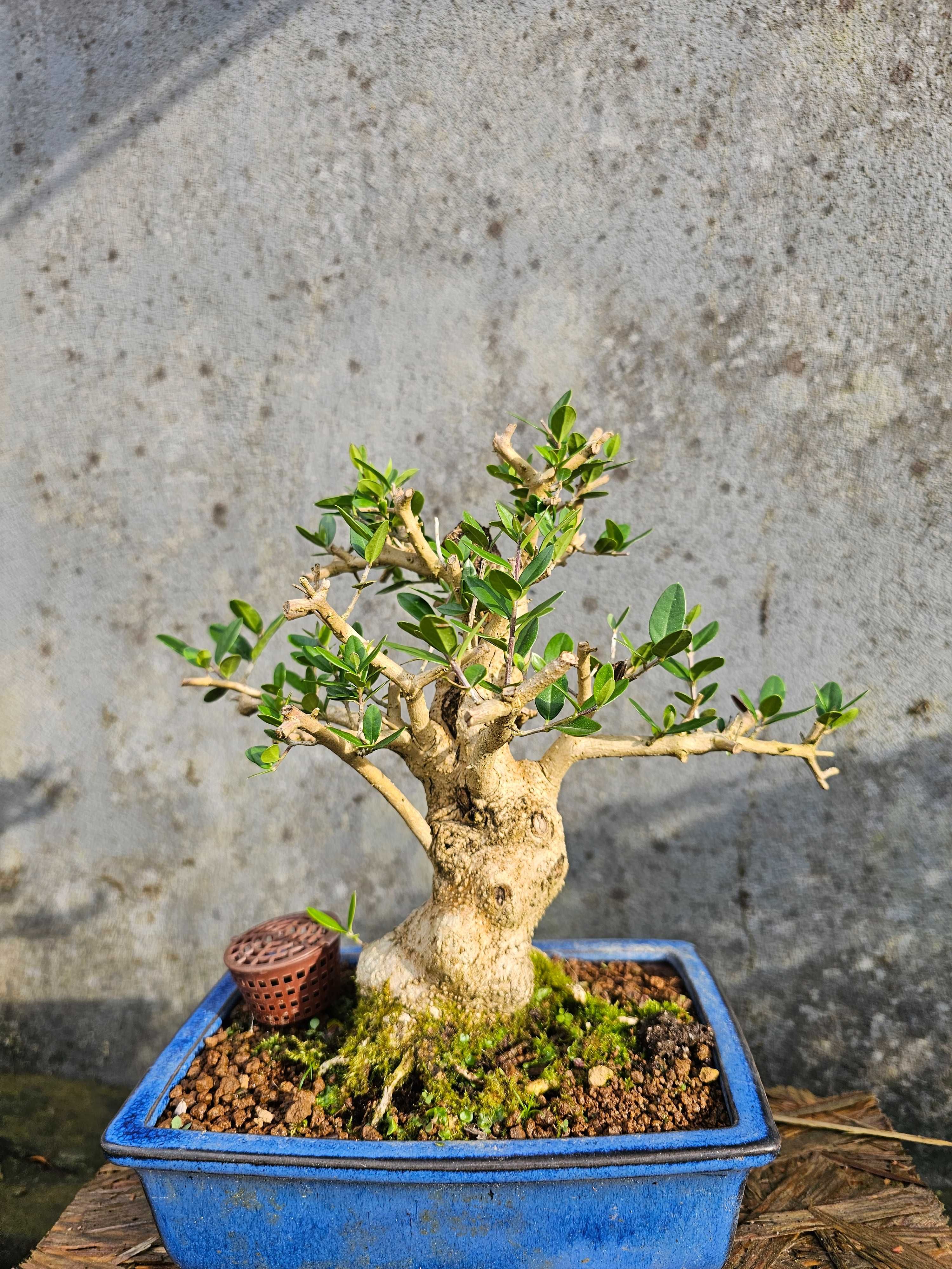 Bonsai Oliveira brava