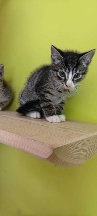 Przeurocze szkraby szukają domu