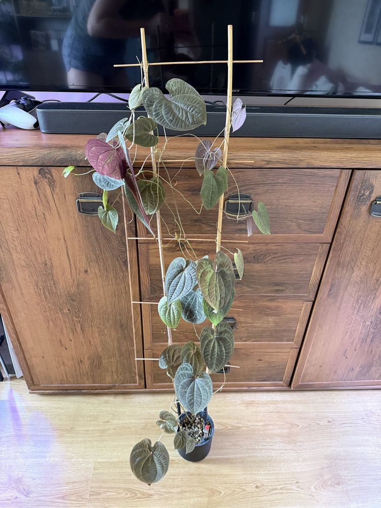 Dioscorea discolor