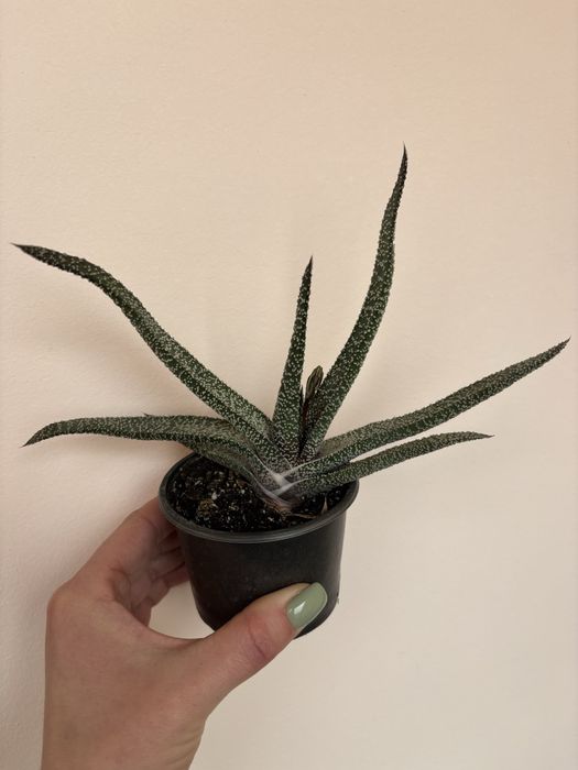 Гастерія з квітоносом