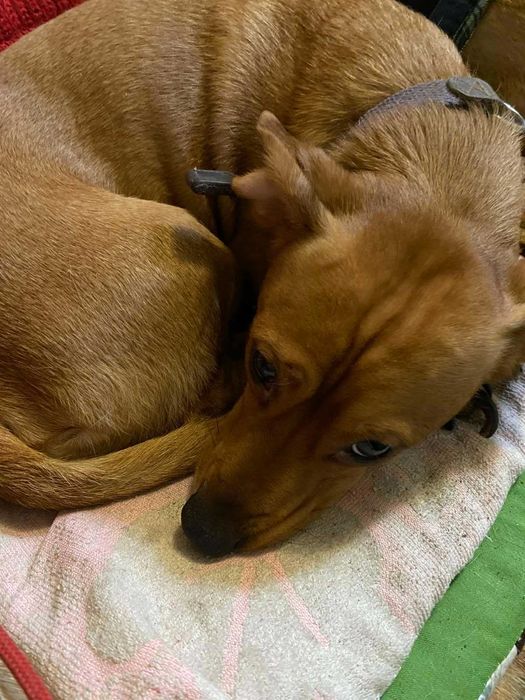 Рыжий такса бесплатно в добрые руки